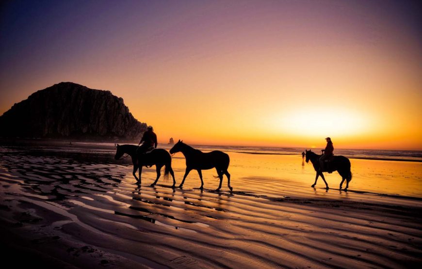 🐎 Конные прогулки
