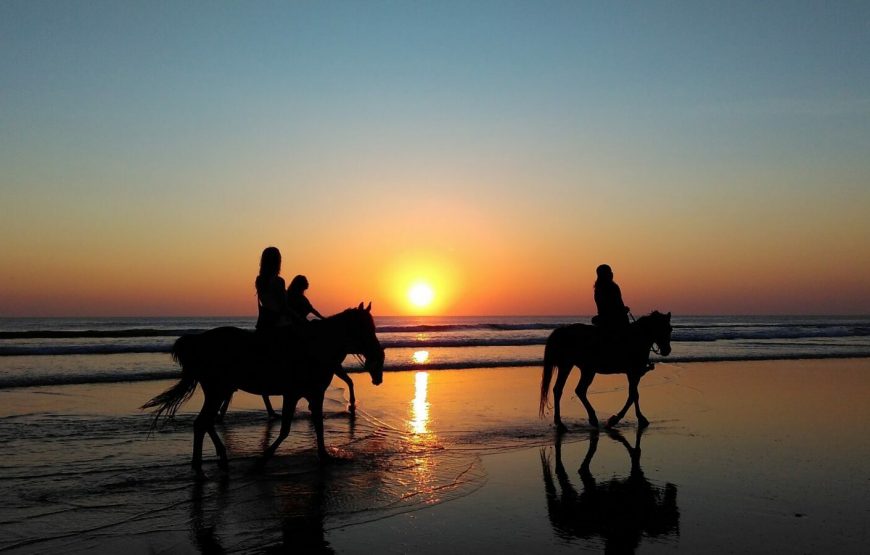 🐎 Конные прогулки
